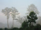 Morning mists - Florida, by B K, via Flickr.com under Creative Commons 2.0 license